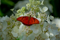 Orange on White