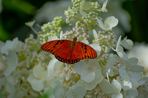 Orange on White