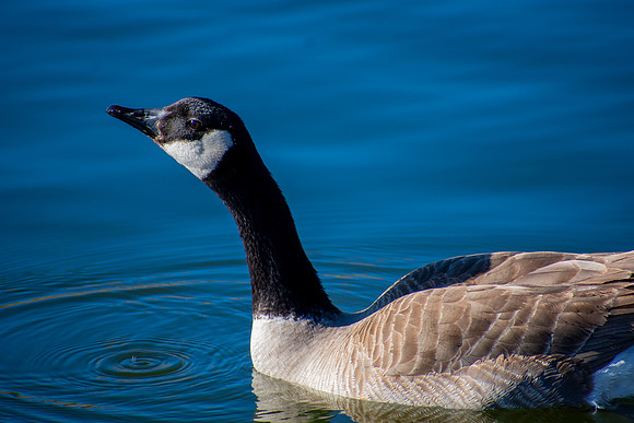 Beak in the Air