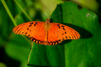 On the Edge of the Leaf