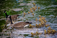 Goslings Are Swarming