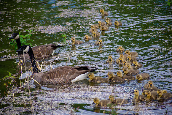 Goslings Are Swarming