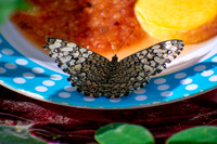 Shadows on a Plate