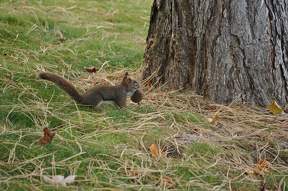 Taking Food Home