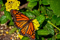 Spread Your Wings In The Sunlight