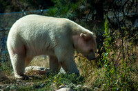 Just Slowly Wandering