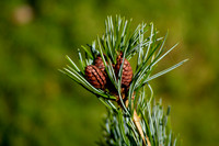 Cluster of New Beginnings