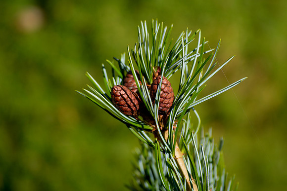 Cluster of New Beginnings