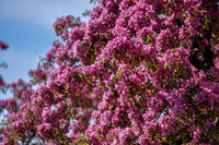 Spring Blossoms