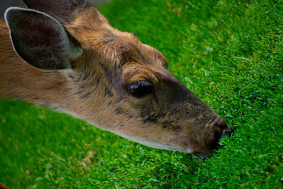 Smelling the Grass
