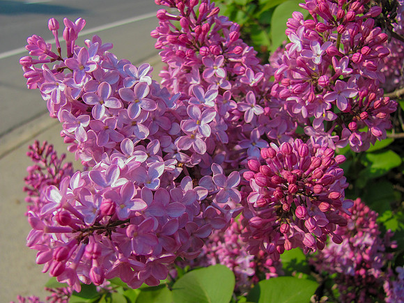 When Lilacs Bloom