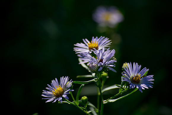 As the Sun Breaks Through