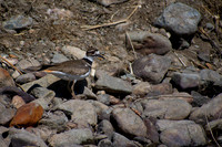 Watching from the Rocks