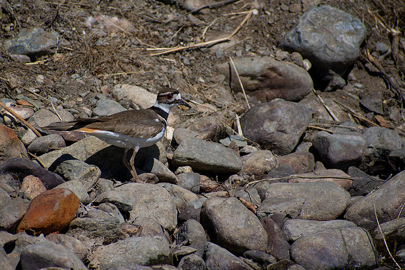 Watching from the Rocks