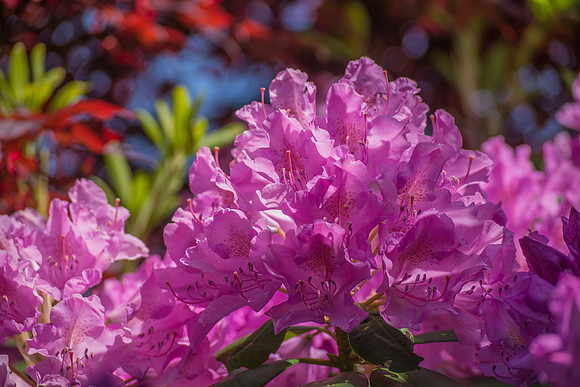 Pink Along the Shore