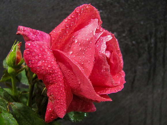 Water Drops on a Rose