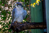 Gyr-Lanner Falcom