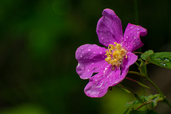 Drops After the Rain