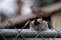 House Sparrow