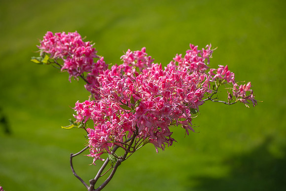 Pink Clusters