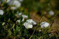 Along the Trail's Edge