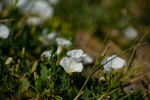 Along the Trail's Edge