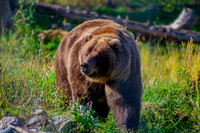 Bears