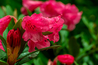 Hot Pink Raindrops