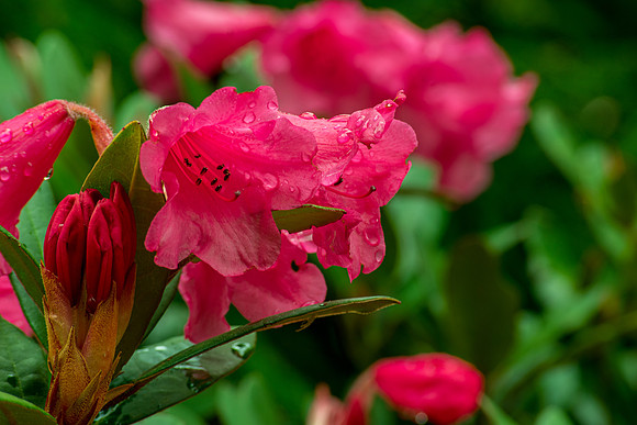 Hot Pink Raindrops