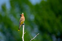 Cedar Waxwing
