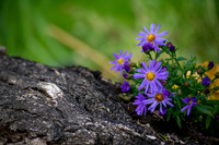 Growing Around
