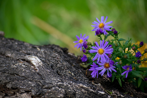 Growing Around