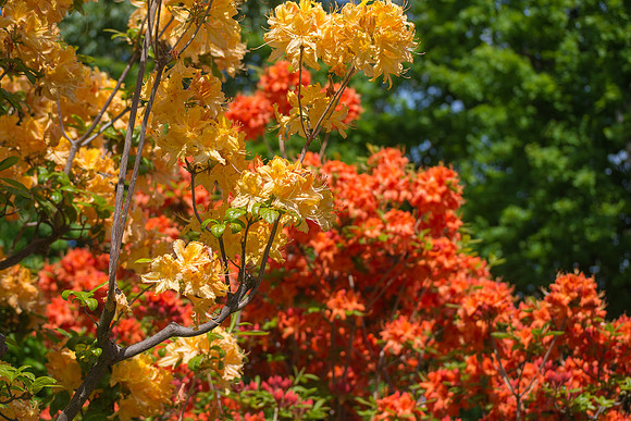 Orange and Yellow Spring Blossoms
