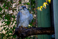Falcons