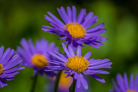 Collection of Purple