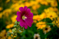 A Flower Contrast
