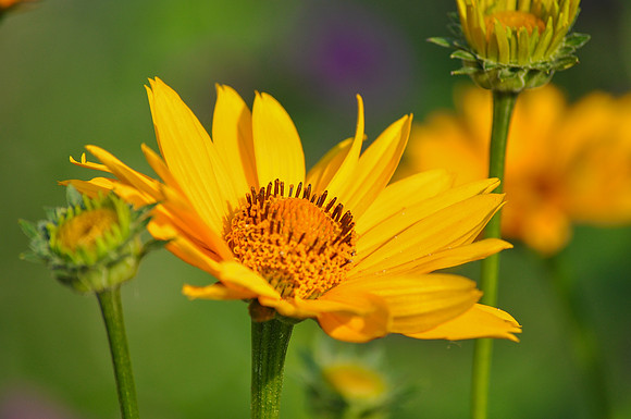 Color of the Sun