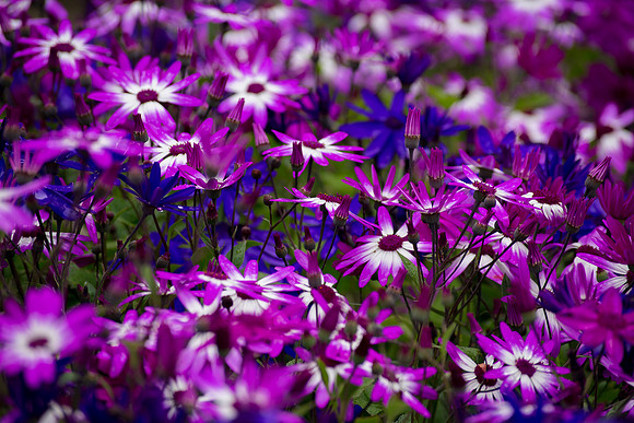 Flowers in the Sun