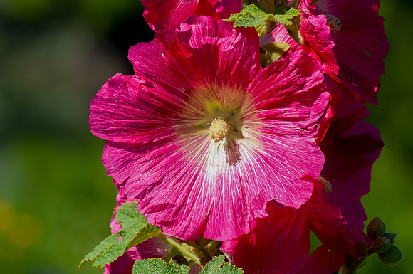 Pink Beauty in the Sun
