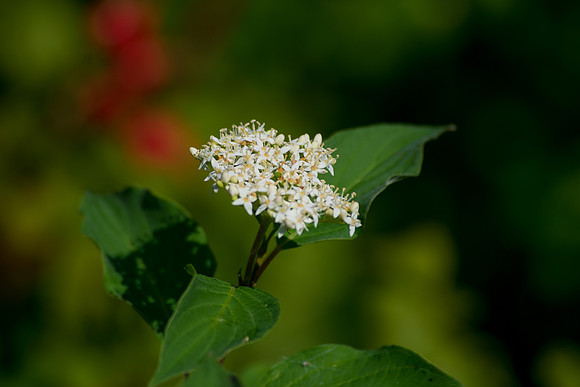 Tiny Flowers in a Cluster