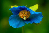 Feeling a Little Blue