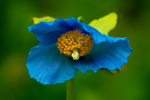 Feeling a Little Blue