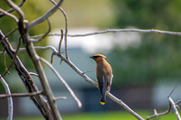 Cedar Waxwing