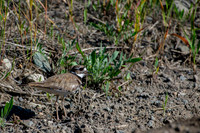 Killdeer