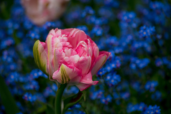 Pink With The Blue