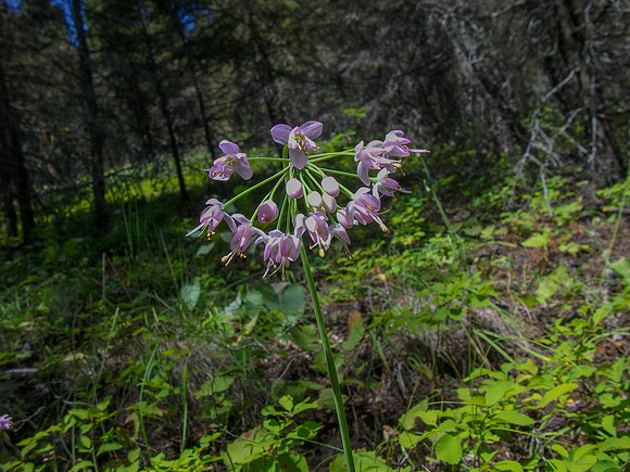 Growing Wild