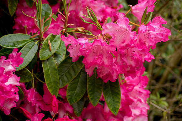Flowers in the Garden
