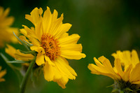 First Wildflower