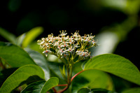 Flowers on a Trellis