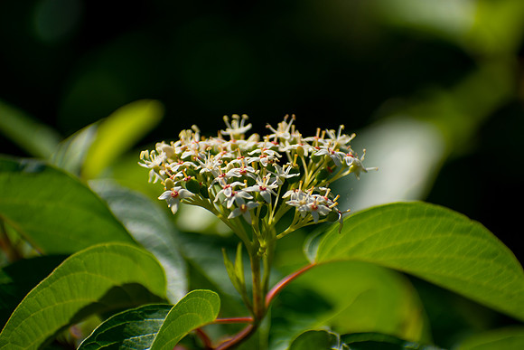 Flowers on a Trellis
